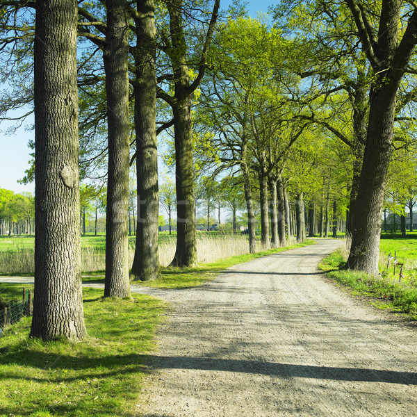 alley, County Netherlands Stock photo © phbcz