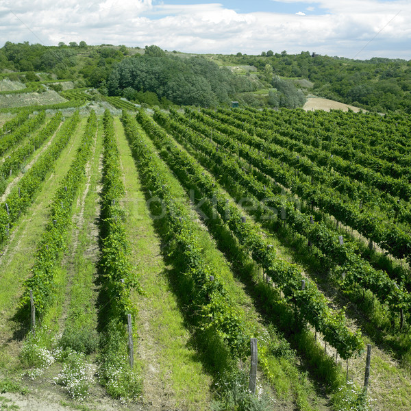 vineyard, Eko Hnizdo, Czech Republic Stock photo © phbcz