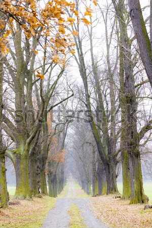 [[stock_photo]]: Allée · arbre · usine · chemin · automne