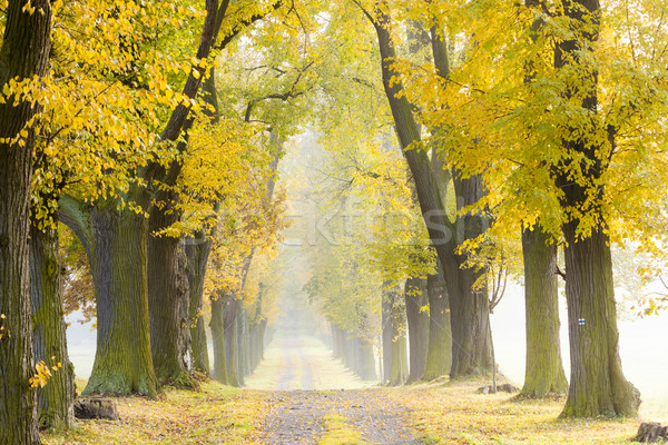 Herbstlich Gasse Baum Herbst Anlage Weg Stock foto © phbcz