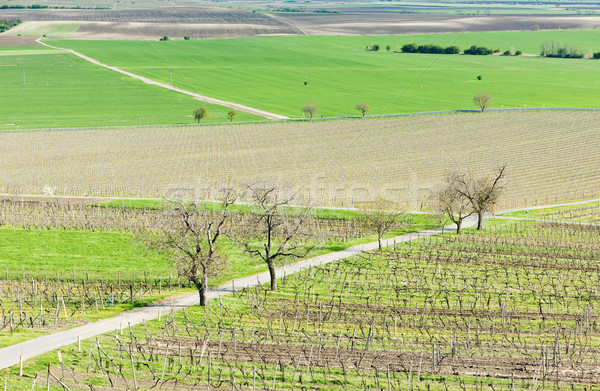 view of vineyards from lookout tower of Kravi hora near Boretice Stock photo © phbcz