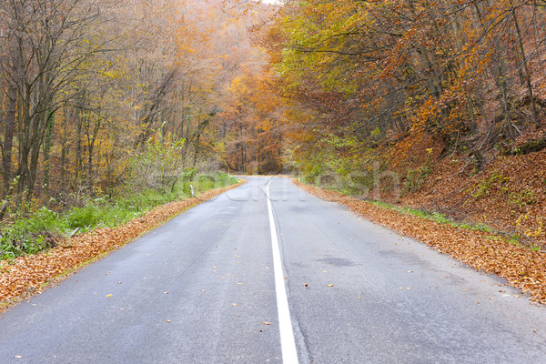 empty road in autumn, Slovakia Stock photo © phbcz