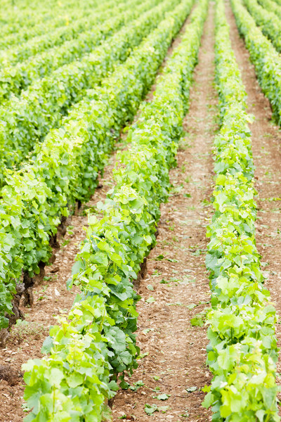 vineyards near Gevrey-Chambertin, Cote de Nuits, Burgundy, Franc Stock photo © phbcz