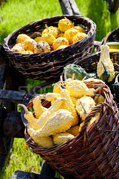 still life of pumpkins Stock photo © phbcz