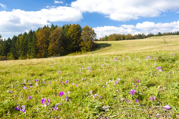 Stock photo: meadow in blossom, Nizke Tatry (Low Tatras), Slovakia