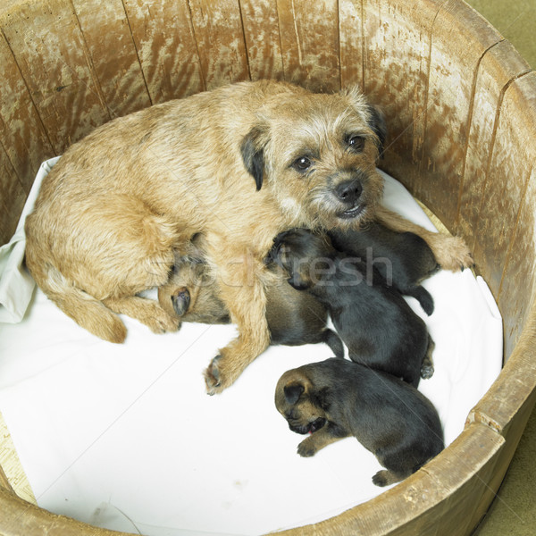 female dog with puppies (Border Terrier) Stock photo © phbcz
