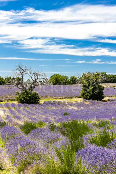 Stock photo: lavender field with trees, Provence, France