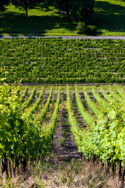 grand cru vineyard, Thann, Alsace, France Stock photo © phbcz