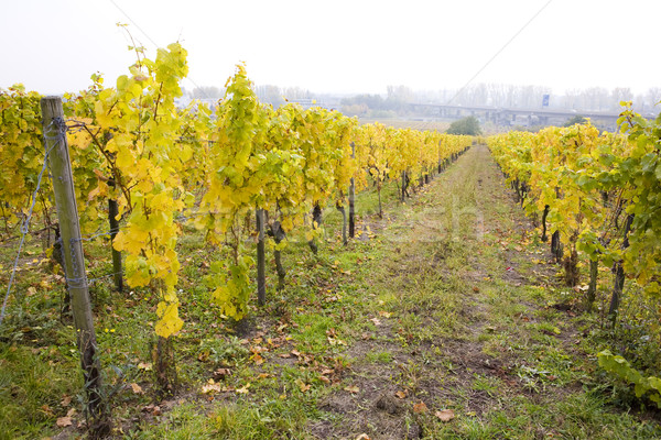 vineyard, Hochheim, Rheingau, Germany Stock photo © phbcz