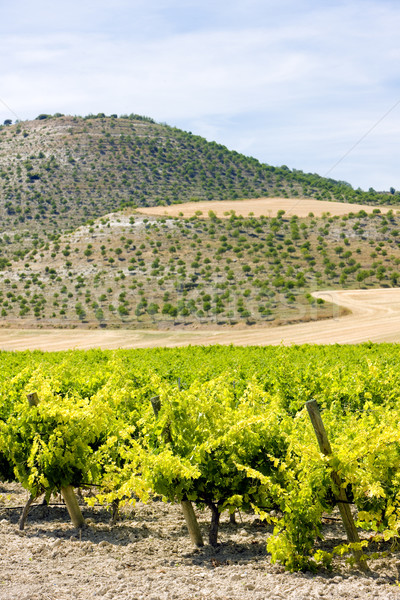 Stock photo: vineyard near Villabanez, Valladolid Province, Castile and Leon,