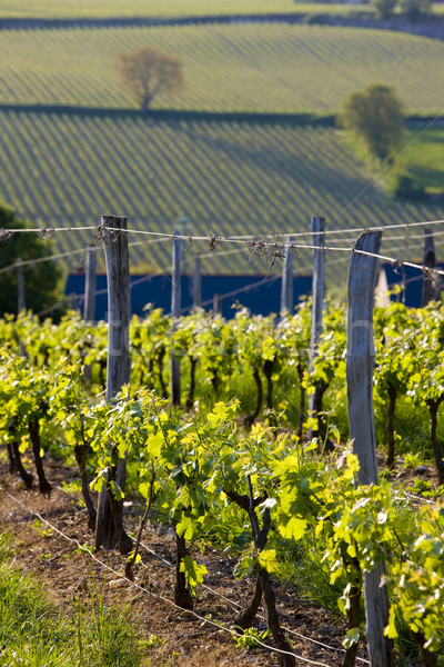 vineyards near Montsoreau, Pays-de-la-Loire, France Stock photo © phbcz