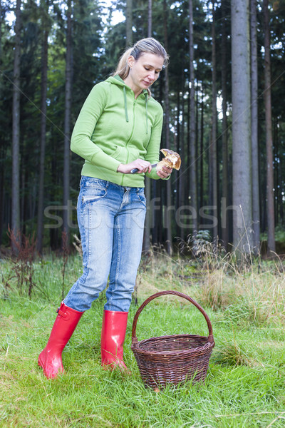 mushroom picking woman Stock photo © phbcz