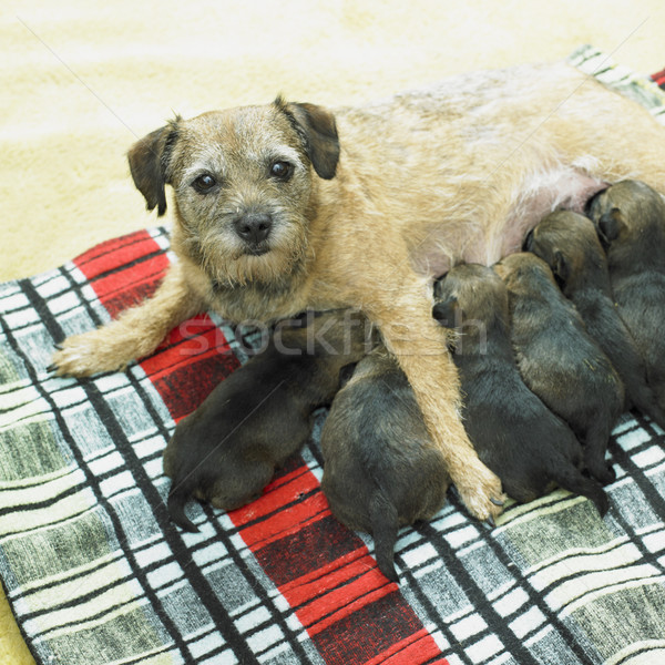 Vrouwelijke hond puppies grens terriër voedsel Stockfoto © phbcz