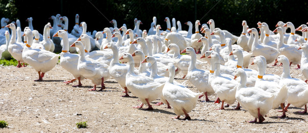 Gasca fermă Republica Ceha pasăre grup Europa Imagine de stoc © phbcz