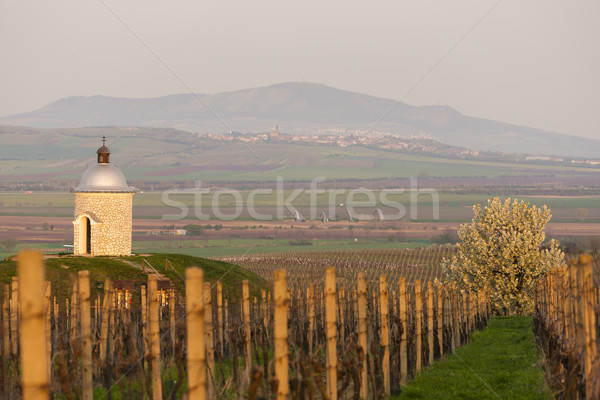 Kápolna szőlőskert Csehország tavasz természet utazás Stock fotó © phbcz