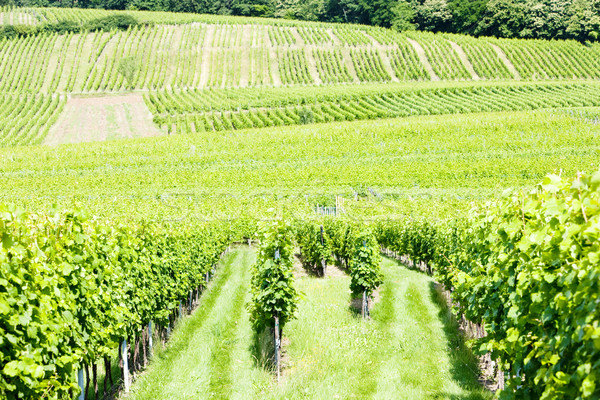 vineyards around the village of Hunawihr, Alsace, France Stock photo © phbcz