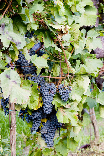 grapevines in vineyard, Czech Republic Stock photo © phbcz