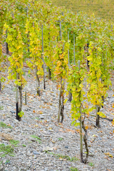 vineyards near Pommern, Rheinland Pfalz, Germany Stock photo © phbcz