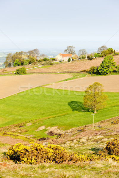 North York Moors National Park, North Yorkshire, England Stock photo © phbcz