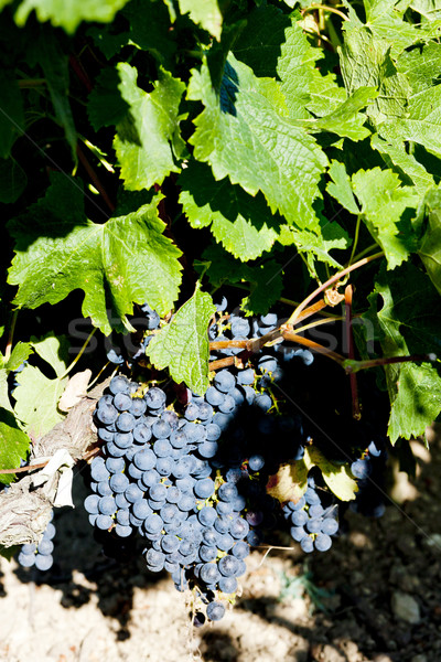 Stock fotó: Kék · szőlő · Bordeau · régió · Franciaország · levél