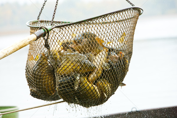 harvesting pond Stock photo © phbcz