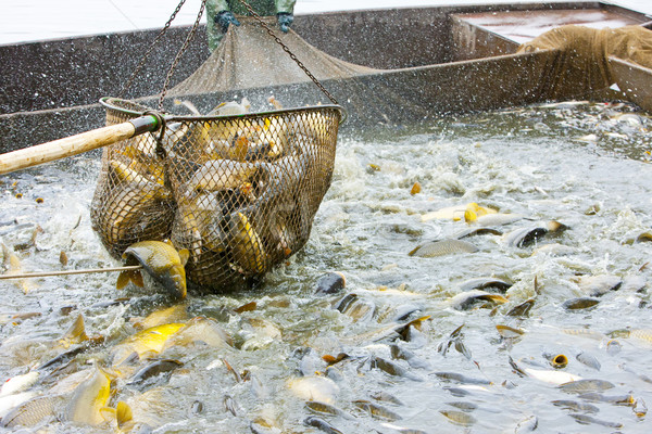 harvesting pond Stock photo © phbcz