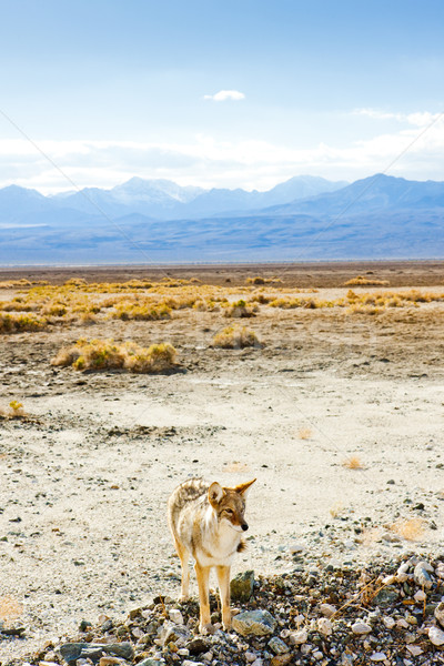 coyote, Death Valley National Park, California, USA Stock photo © phbcz