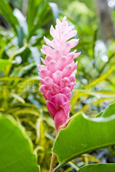 Fleur tropicale Grenade fleur nature plantes tropicales [[stock_photo]] © phbcz