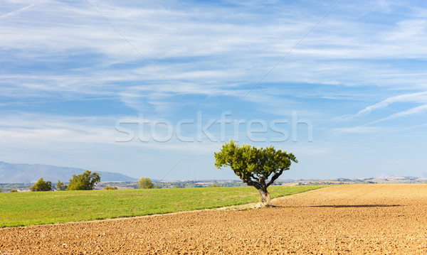 Campo albero plateau Francia panorama Europa Foto d'archivio © phbcz