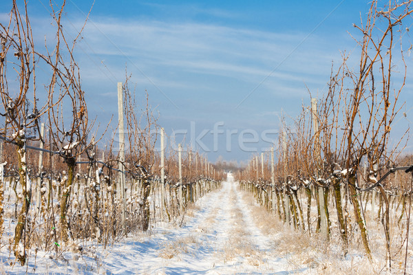 Stock foto: Winter · Weinberg · südlich · Tschechische · Republik · Schnee · Anlage