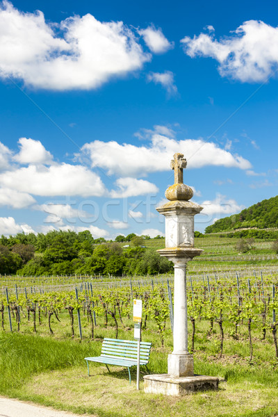 vineyard near Retz, Lower Austria, Austria Stock photo © phbcz