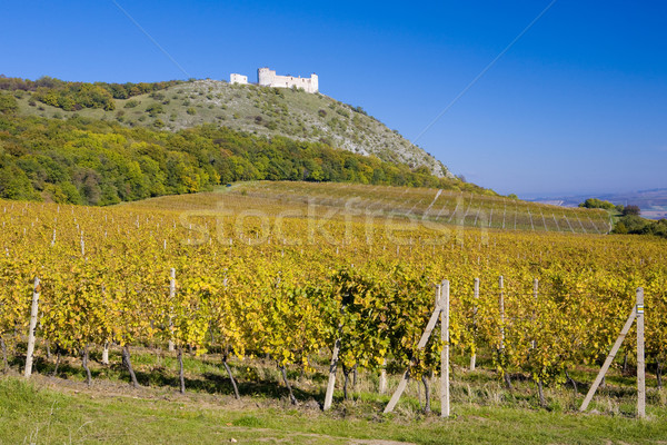 ruins of Devicky castle with vineyard, Czech Republic Stock photo © phbcz