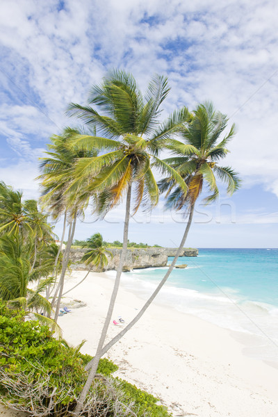 Stockfoto: Bodem · Barbados · caribbean · strand · bomen · zomer