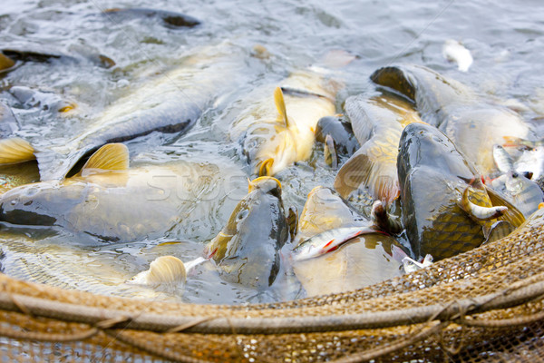 harvesting pond Stock photo © phbcz