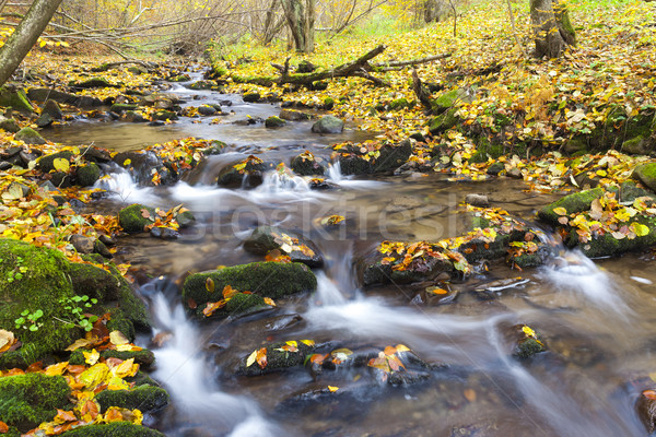 brook in autumn, Slovakia Stock photo © phbcz