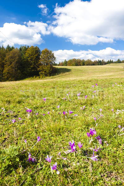 Stock photo: meadow in blossom, Nizke Tatry (Low Tatras), Slovakia