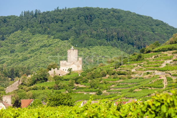 castle Kaysersberg with vineyard, Alsace, France Stock photo © phbcz