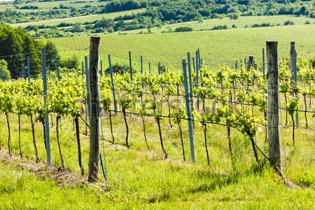 Stock photo: vineyard near Hnanice, Southern Moravia, Czech Republic