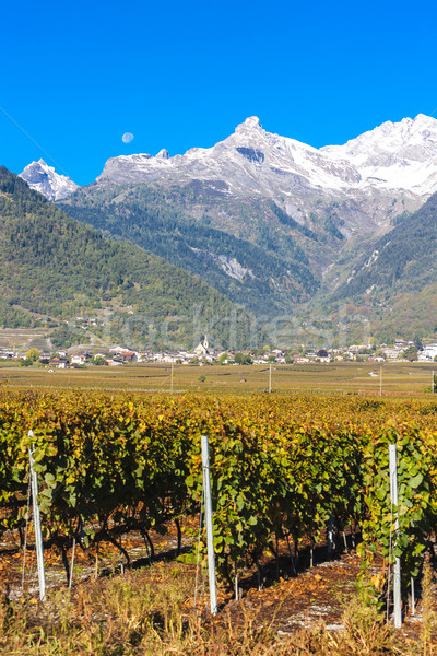 vineyards in Ardon region, canton Valais, Switzerland Stock photo © phbcz