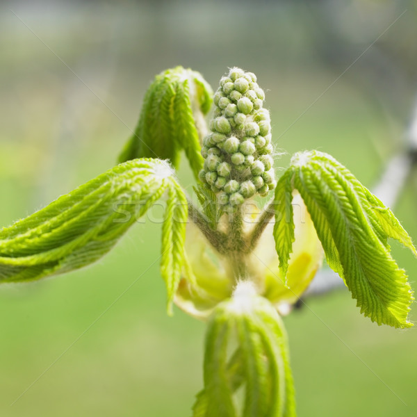 Ippocastano bud primavera verde interni impianto Foto d'archivio © phbcz
