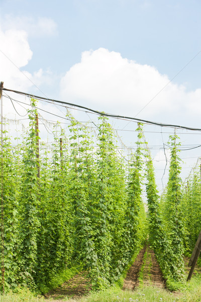 hops garden, Czech Republci Stock photo © phbcz