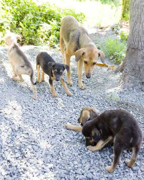 Weiblichen Hund Welpen Hunde jungen Tier Stock foto © phbcz