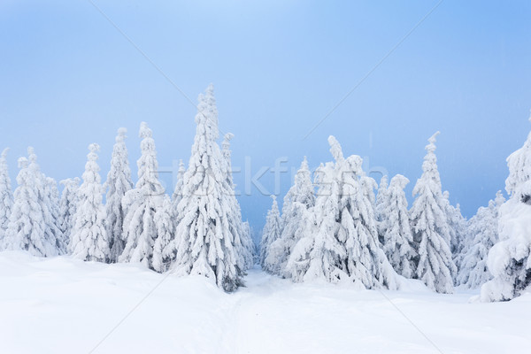 winter landscape, Orlicke Mountains, Czech Republic Stock photo © phbcz