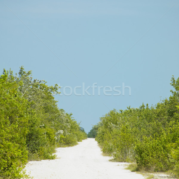 path, Cayo Sabinal, Camaguey Province, Cuba Stock photo © phbcz