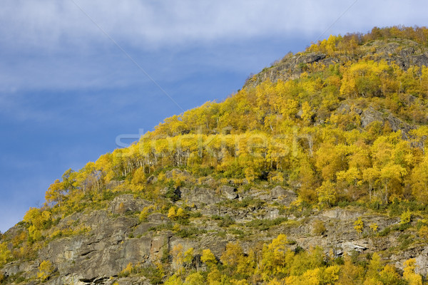 landscape near Borgund Stavkirke, Norway Stock photo © phbcz