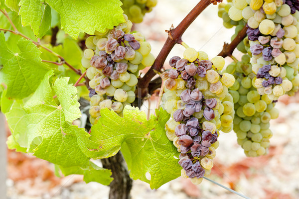 Biały winogron region Francja liści winogron Zdjęcia stock © phbcz