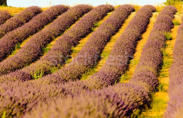 Stock photo: lavender field, Plateau de Valensole, Provence, France