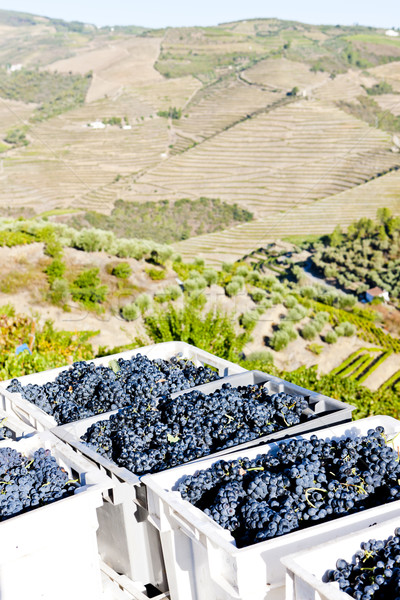wine harvest, Douro Valley, Portugal Stock photo © phbcz