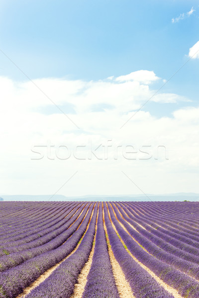 Lavendelfeld Plateau Frankreich Landschaft Anlage Europa Stock foto © phbcz