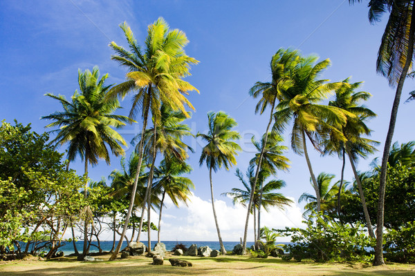 點 樹 性質 夏天 棕櫚 植物 商業照片 © phbcz